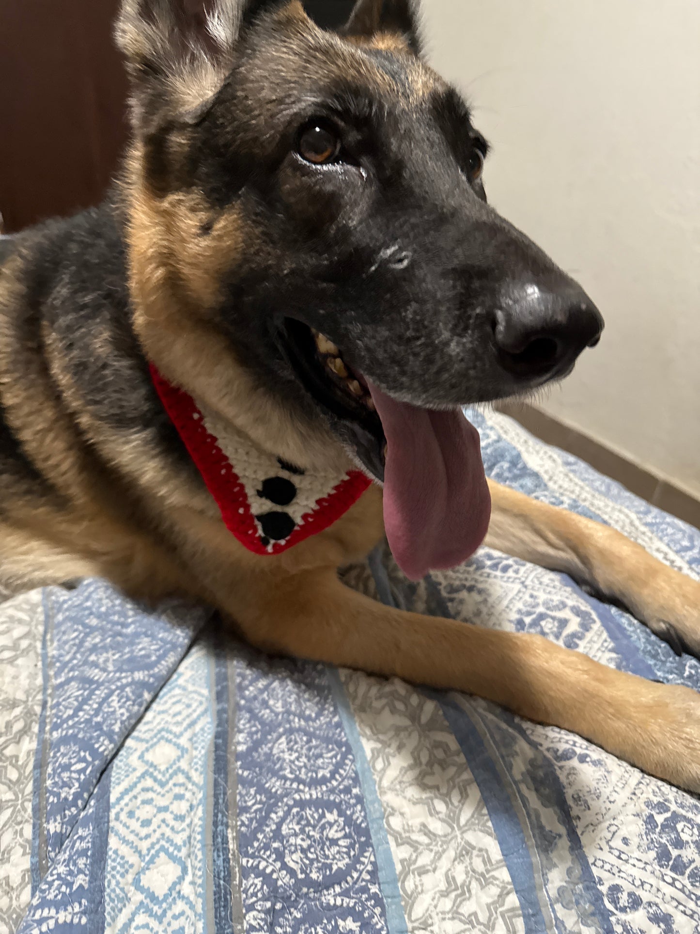 Large Pet Bandanas